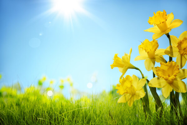 Daffodil flowers in the field,Copy space for your text.